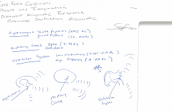 Hippocampus = Theta rhythms (4–12 Hz) Memory and navigation, with gamma (25–100 Hz)  encoding and sharp-wave ripples (110–250 Hz) memory consolidation. Auditory cortex primarily = alpha (8–14 Hz) focus/attention , beta/gamma waves for processing auditory information.  Vestibular system = wide spectrum of motion frequencies, from very low-frequency motions (0.001-0.01 Hz)  high-frequency head movements = (10-100 Hz).