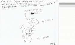 (PAGE 3)  The medulla oblongata,, is the Hearts control center in the brain and located at the base of the brainstem regulating involuntary heart rate and blood pressure by sending signals through autonomic nervous system. PARASYMPATHETIC NERVE SYSTEM that slows heart rate via vagus nerve to conserve energy, and the SYMPATHETIC NERVOUS SYSTEM accelerate heart rate and increases pumping strength from responding to physical activity and stress, continuously adjusts cardiac function through these two opposing pathways.